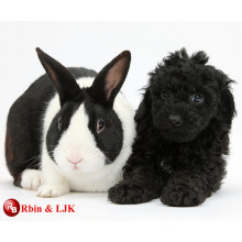 Meet EN71 and ASTM standard black rabbit plush toys